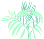 palm tree