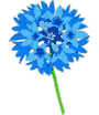 Blue Flower