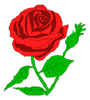 Red Rose