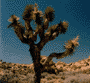 Joshua Tree